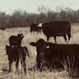 Meet your Posher, Remi